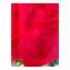 Vintage 50's 60's Formal Midi Dress Black Velvet Bodice Red Chiffon Skirt - Image 5